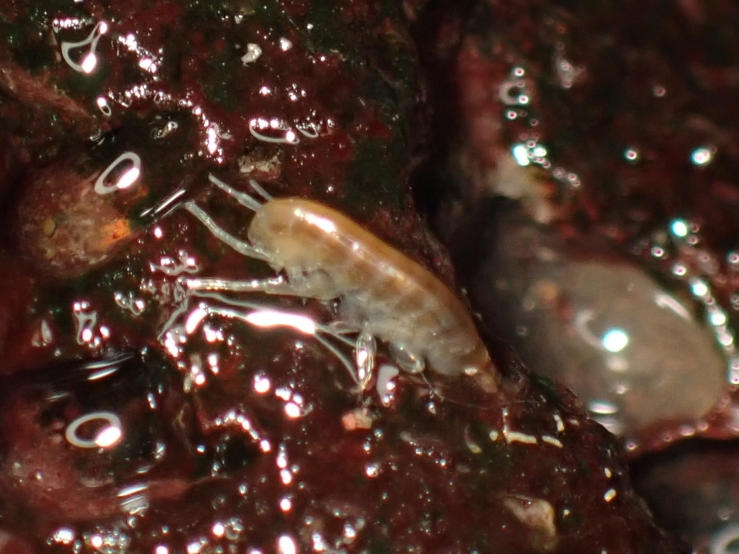 Parhyale multispinosa