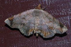 Mecodina albodentata