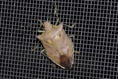 Amblycara gladiatoria