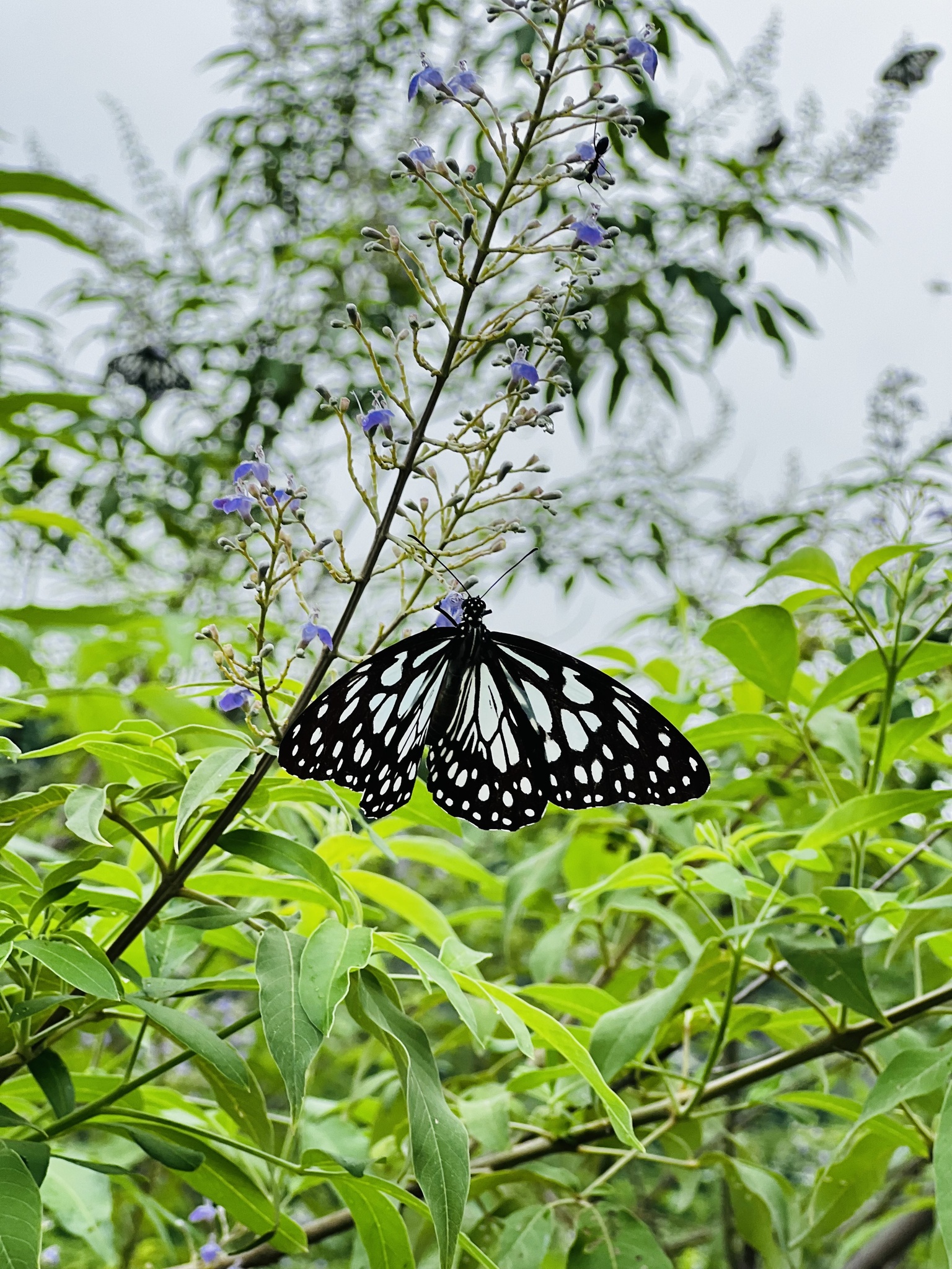 Blue Tiger