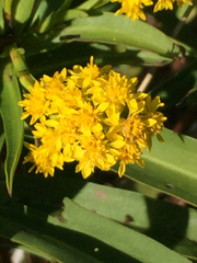 Solidago