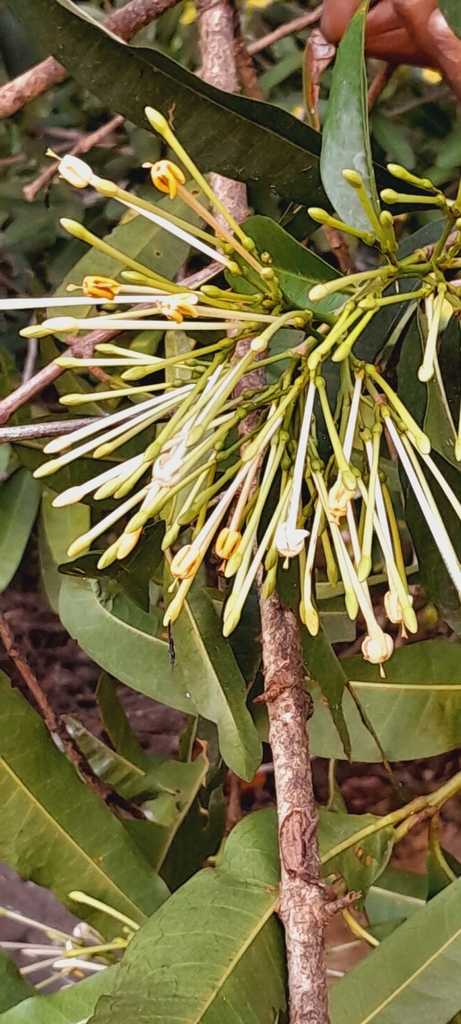 Ixora regalis