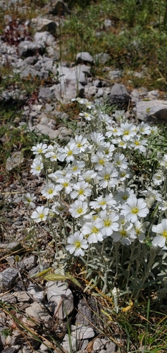 Cerastium candidissimum, photograph 4
