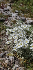 Cerastium candidissimum, photograph (c) Mitch Van Dyke, some rights reserved (CC BY)
