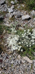 Cerastium candidissimum, photograph (c) Mitch Van Dyke, some rights reserved (CC BY)