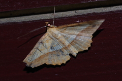 Pseudonadagara semicolor