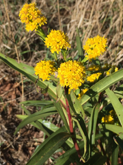Solidago