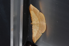 Pseudonadagara semicolor