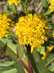 Solidago