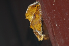 Plusiodonta coelonota