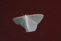 Thalassodes intaminata