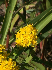 Solidago
