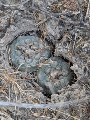 © Aron René Kirchhoff, some rights reserved (CC-BY-NC)