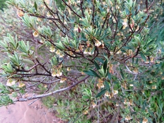 Diospyros glabra