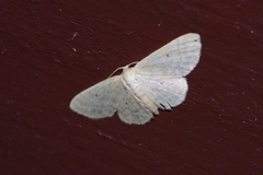 Idaea neovalida
