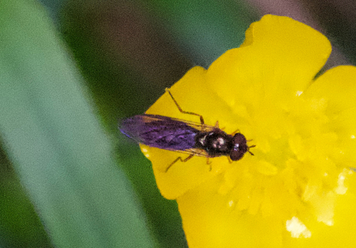 Melanostoma wollastoni