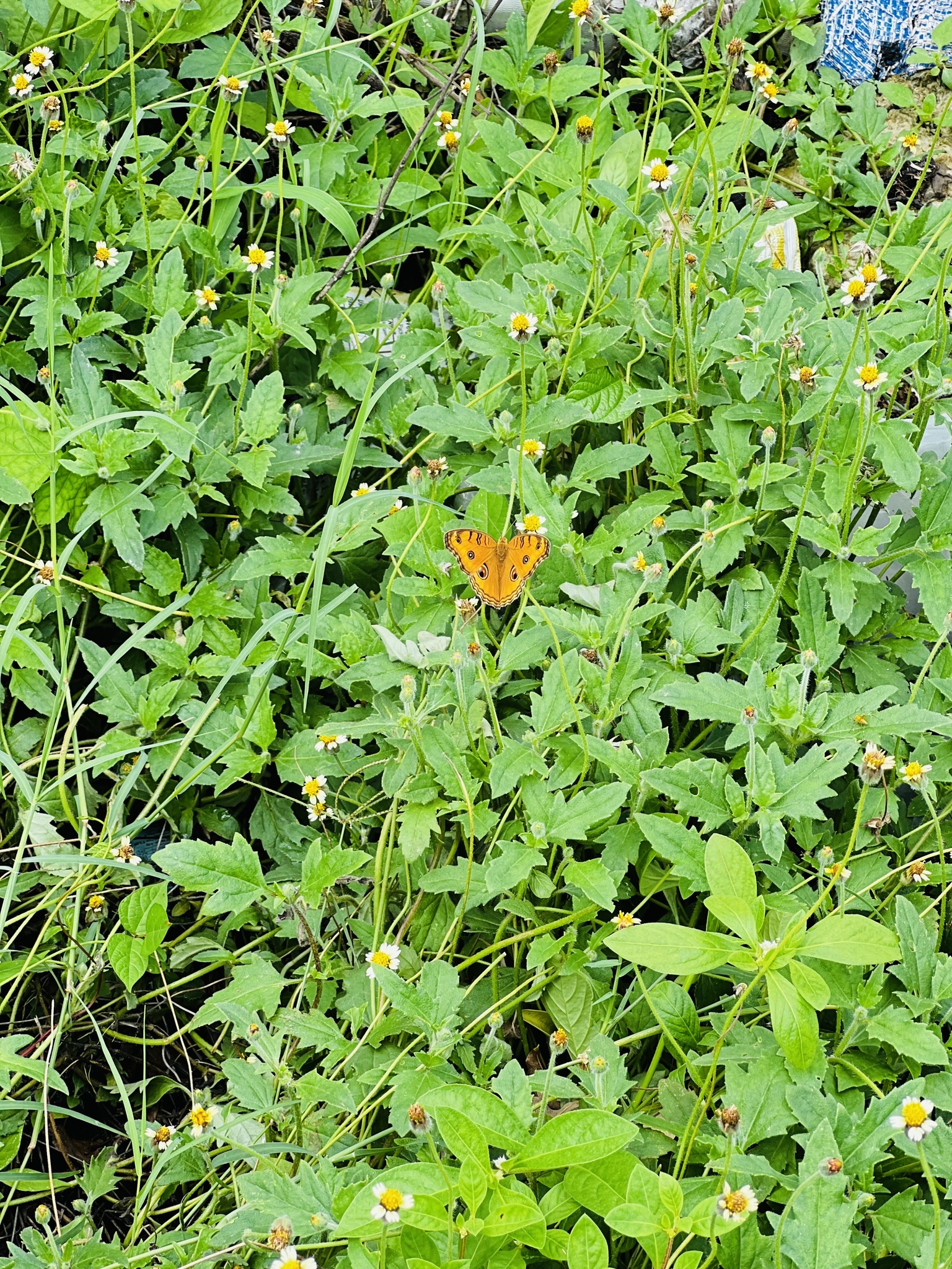 Peacock Pansy