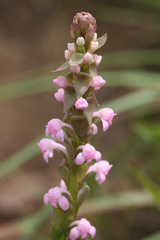 Satyrium nepalense