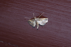 Hydriris ornatalis