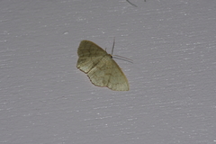 Scopula plumbearia