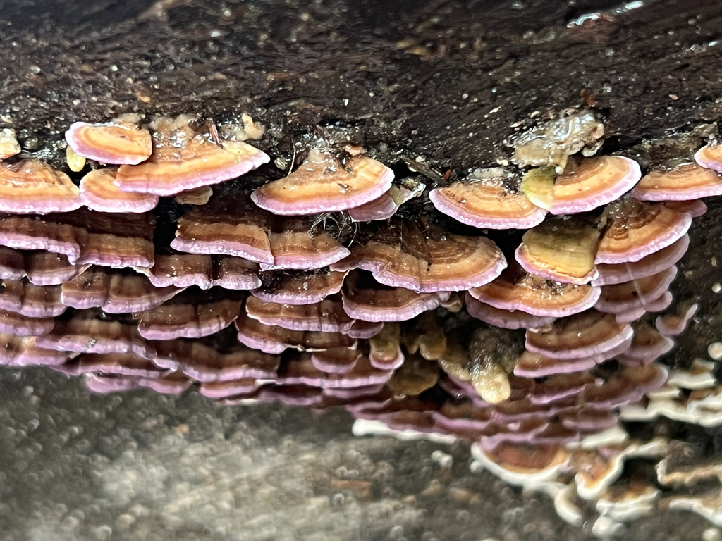 Trichaptum