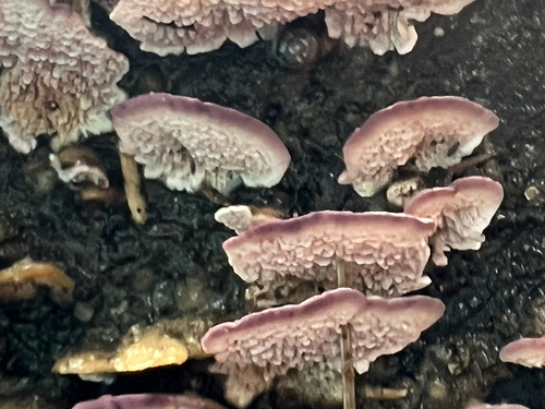 Trichaptum