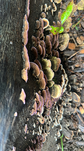 Trichaptum