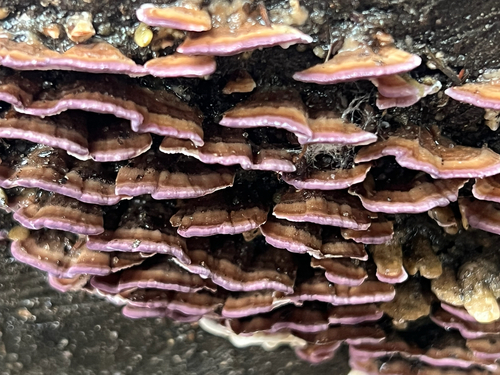 Trichaptum