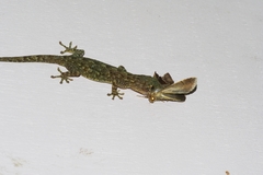 Bastilla joviana