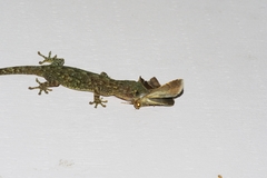 Bastilla joviana