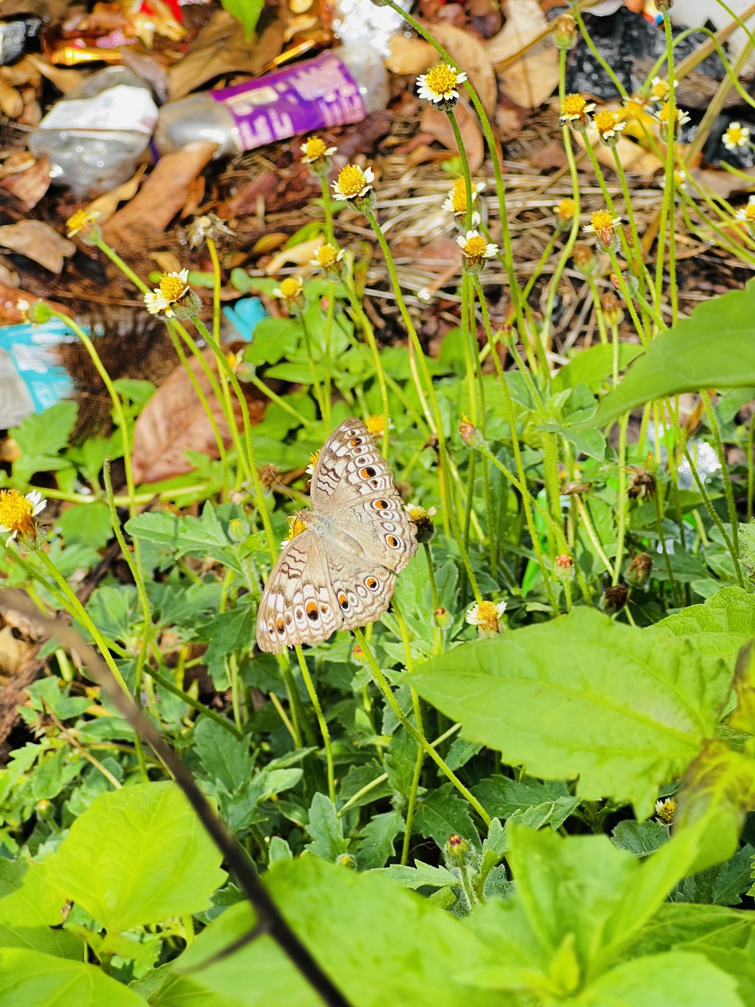 Grey Pansy