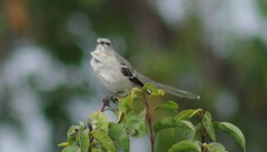 Mimus polyglottos