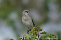 Mimus polyglottos