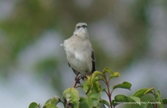 Mimus polyglottos