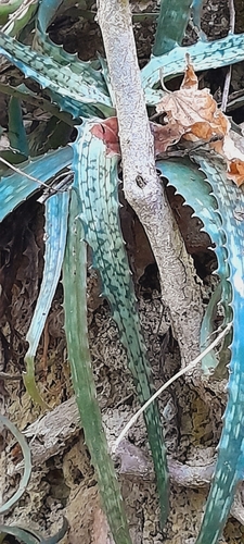 Lomatophyllum