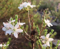 Agathosma spinescens