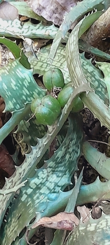Lomatophyllum prostratum H.Perrier 3