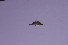 Plesiomorpha flaviceps