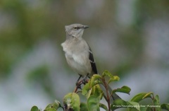 Mimus polyglottos