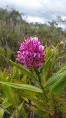 Elleanthus capitatus