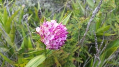 Elleanthus capitatus