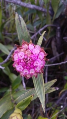 Elleanthus capitatus