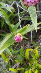 Elleanthus capitatus