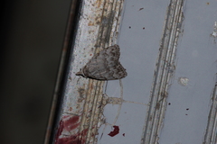 Nola thyrophora