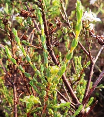 Agathosma spinescens