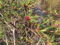 Cliffortia acutifolia