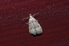 Copromorpha kijimuna