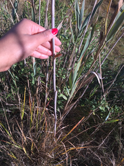 Phragmites australis