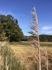Phragmites australis