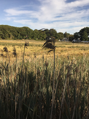 Phragmites australis